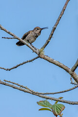 Singing hummingbird perched on branch