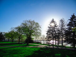 trees in the park