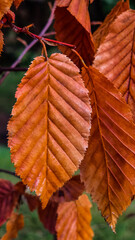 A close-up of a beech leaf in autumn, with vibrant orange-brown colouring. The vein texture and surface structure are clearly visible, with blurred leaves and a soft green background in the background