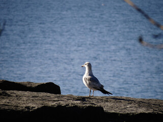 seagull on the pier