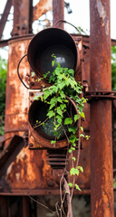 A twisted vine wraps around a rusty traffic light, weaving through corroded metal as nature slowly overtakes the forgotten signal.