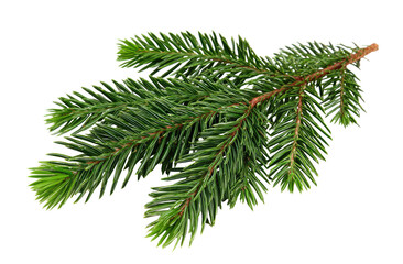 Close-up of a fresh evergreen sprig. Bright green needles on a twig