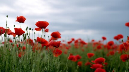 Fototapeta premium A beautiful field of vibrant red poppy flowers sways gently under a cloudy sky. Perfect for nature lovers and floral enthusiasts. Ideal for wallpapers or educational content. AI
