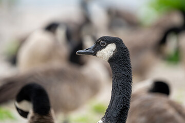 Obraz premium canada goose branta canadensis