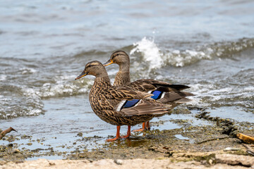 wild mallard duck hens near the waters edge