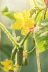 Yellow cucumber flower in focus and small cucumbers out of focus.