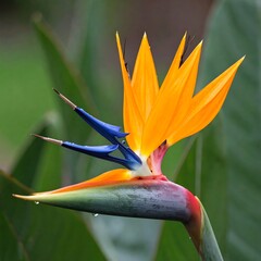 Obraz premium Close-up of a vibrant bird of paradise flower (1)
