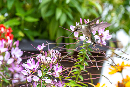 Ruby throated hummingbird flying above purple cleome flowers in garden