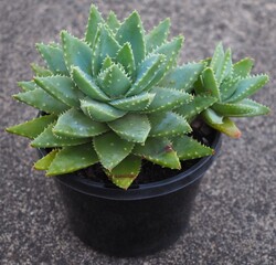 Aloe brevifolia mature succulent plant