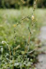 A slender plant with a small flower in focus, against a blurred natural backdrop. A close-up shot showcases a blooming summer plant with delicate, small flower, and soft-focus green backdrop of nature