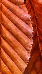 Macro photography of an autumn leaf with clearly visible texture and veins. The leaf is colored in warm shades of brown and orange, reflecting the atmosphere of autumn nature.