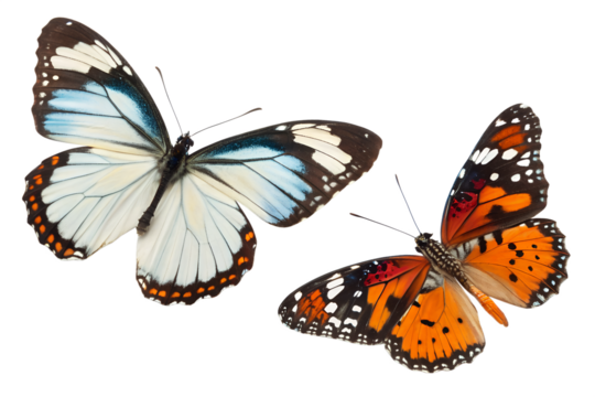 Two Bright Butterflies Isolated on Transparent Background Colorful Winged Insects in Flight or Rest, Insect, Nature