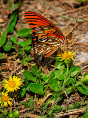 Gulf fritillary butterfly on yellow flowers at St. Joseph Peninsula State Park in Port St. Joe Florida