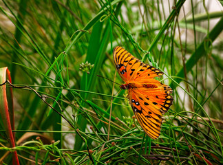 Gulf fritillary butterfly on flowers at St. Joseph Peninsula State Park in Port St. Joe Florida