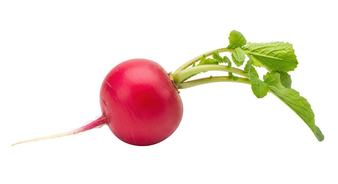 Isolated Red Radish