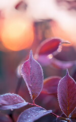 lose Up of Dew Covered Leaves with Soft Purple and Pink Blurred Background