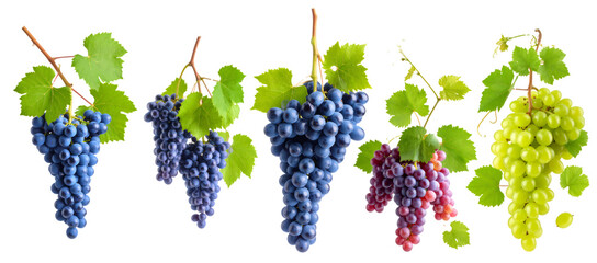 Five bunches of grapes hanging on the vine with green leaves on transparent background