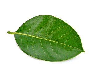 Obraz premium Close-up of a vibrant green jackfruit leaf