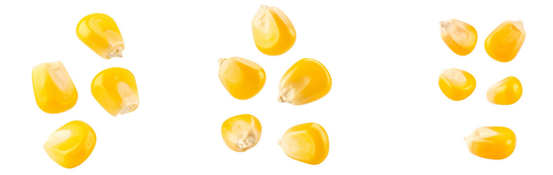 Ripe corn kernels falling on transparent background