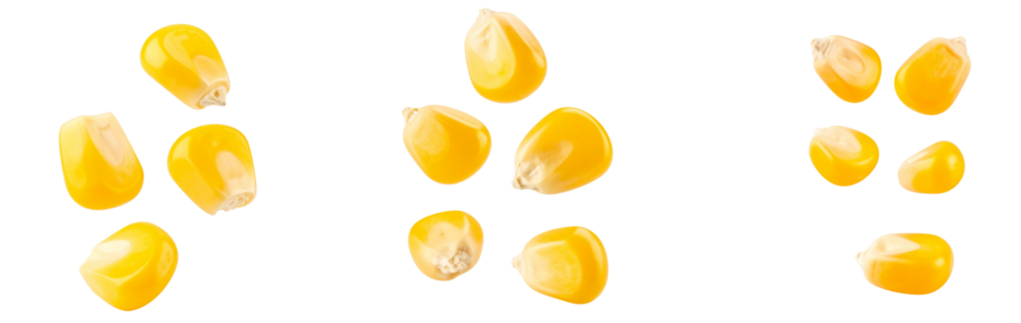 Ripe corn kernels falling on transparent background