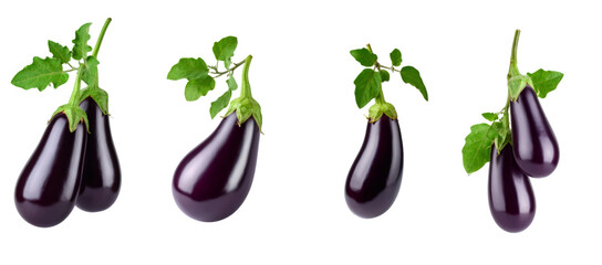 Fresh eggplants hanging with green leaves on transparent background