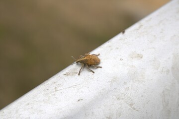 Insecto