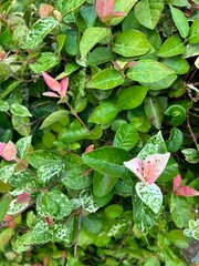 ピンクと緑のハツユキカズラ