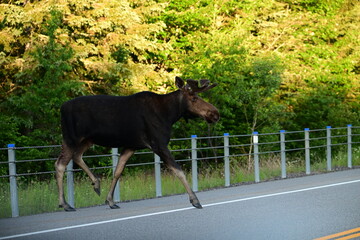 A bull moose crossing a paved road at dawn