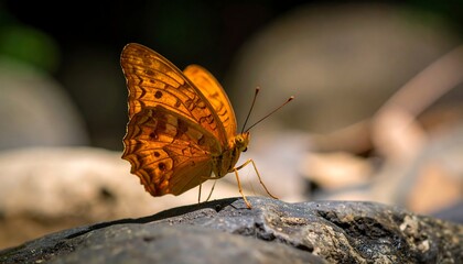 Close-up of a vibrant orange butterfly