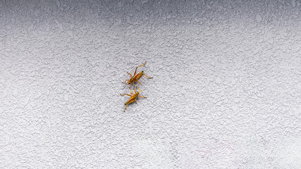 Grasshoppers on the wall