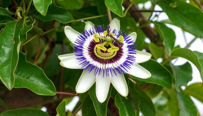 Close-up of a vibrant passionflower