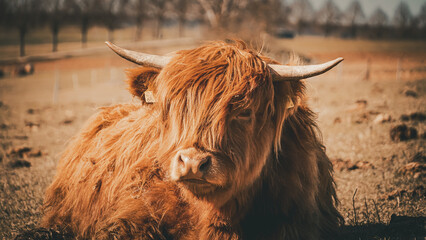 highland cow with horns