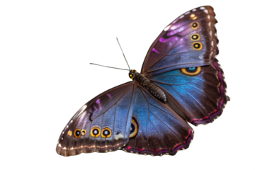 Stunning Closeup of a Blue and Purple Butterfly Isolated Against a White Background for Design