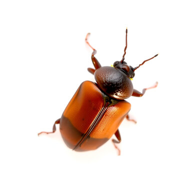 Melolontha hippocastani is the forest cockchafer or May bug or doodlebug in the family Scarabaeidae. Dorsal view of isolated cockchafer on white background.