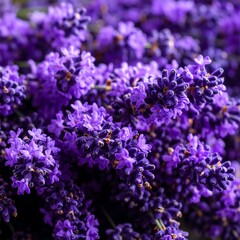 Obraz premium Close-up vibrant lavender flowers