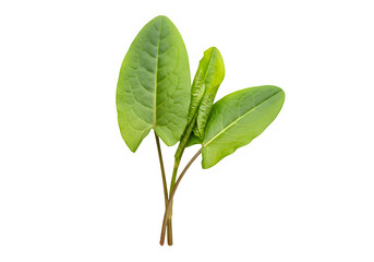 Green leaves on white background in natural arrangement  sorrel isolate
