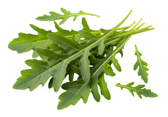 Fresh arugula leaves arranged on white background  isolate