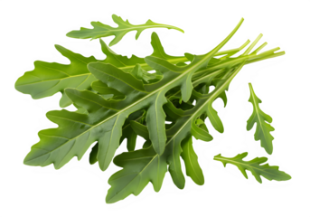 Fresh arugula leaves arranged on white background  isolate