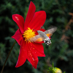 A Hummingbird Hawk Moth visits a bold red dahlia. These pollinators are common in Georgia, known for their hovering flight resemblance to hummingbirds, feeding on nectar. © Danica Chang