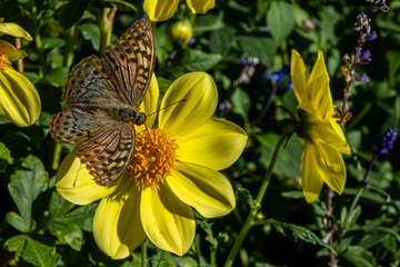 A striking Argynnis paphia silver-washed fritillary butterfly sits atop a vibrant yellow flower. Fritillaries are widespread, found across Europe and Asia, including regions like Georgia.