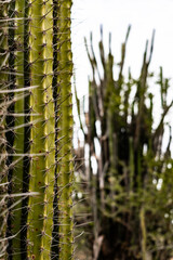 Close-up of cactus spines in colombian landscape