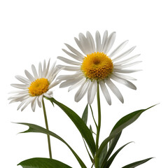 Fototapeta premium daisy flower isolated on white