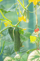 Ripe cucumbers are growing on a green trellis in the garden.