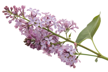 Isolated Lilac Branch Delicate Purple Flowers and Green Leaf Against a Transparent Background