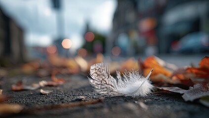 A single, light grey and white feather rests amongst fallen autumn leaves on a city street, blurred city background