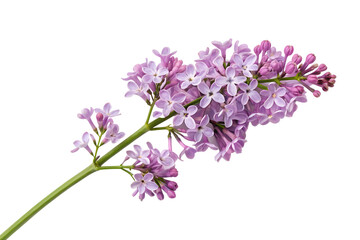 Naklejka premium Elegant Lilac Bloom Isolated Branch with Delicate Blossoms and Buds for Floral Designs and Springtime Compositions