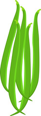 Green bean
