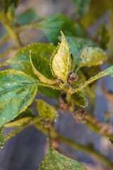 Aphids that feed on the underside of leaves to suck nectar, aphids on the inside of the leaf....