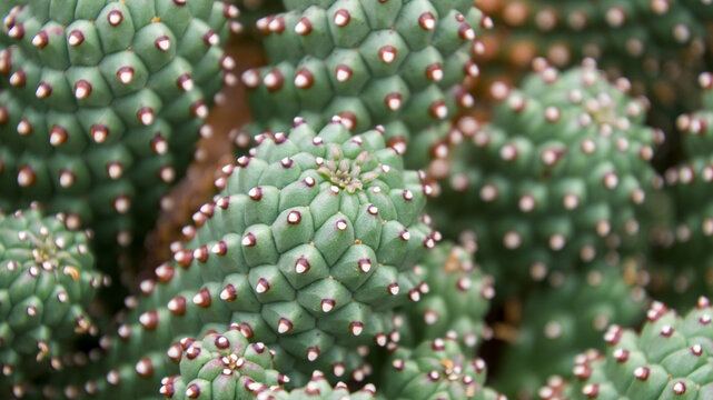 Kaktus mit oder ohne Bl&uuml;te