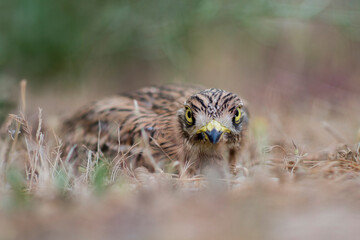 Stone Curlew, Eurasian Thick-knee, or Eurasian Stone-curlew (Burhinus oedicnemus).